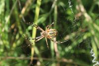 Argiope bruennichi
