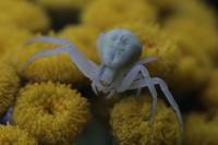Misumena vatia