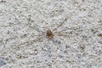 Dicranopalpus ramosus