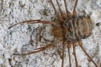 Dicranopalpus ramosus