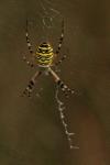 Argiope bruennichi