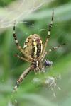 Argiope bruennichi