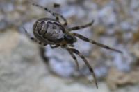 Zygiella x-notata