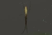Tetragnatha