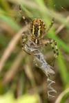 Argiope bruennichi