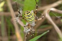 Argiope bruennichi