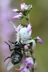 Misumena vatia