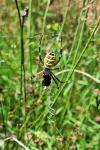 Argiope bruennichi