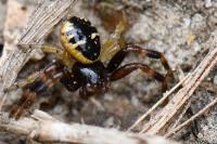 Synema globosum