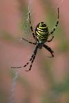Argiope bruennichi