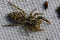 Marpissa muscosa