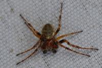 Larinioides