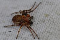 Larinioides