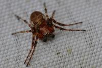 Larinioides