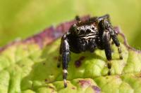 Evarcha arcuata