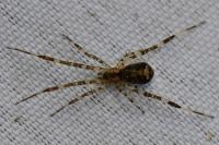 Episinus maculipes