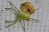 Micrommata virescens