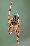 Araneus diadematus