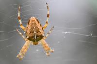 Araneus diadematus