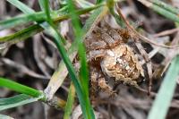 Araneus diadematus