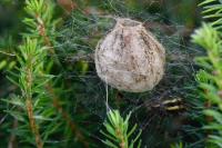 Argiope bruennichi