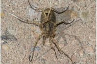 Odiellus spinosus