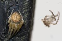 Agalenatea redii
