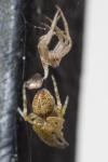 Agalenatea redii