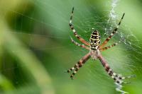 Argiope bruennichi