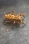 Marpissa muscosa