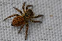 Carrhotus xanthogramma