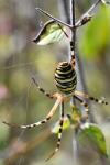 Argiope bruennichi