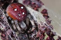 Araneus quadratus
