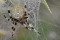 Araneus quadratus
