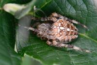 Araneus diadematus