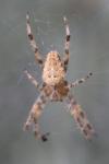 Araneus diadematus