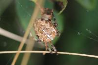 Araneus diadematus