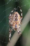 Araneus diadematus