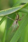 Pisaura mirabilis