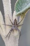 Pisaura mirabilis