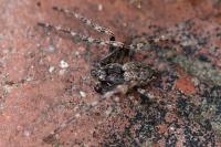 Nuctenea umbratica
