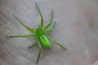 Micrommata virescens