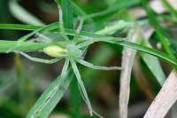 Micrommata virescens