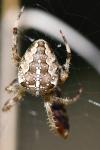 Araneus diadematus