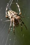 Araneus diadematus