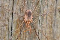 Phalangium opilio