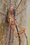 Phalangium opilio