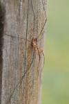 Phalangium opilio