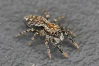 Marpissa muscosa