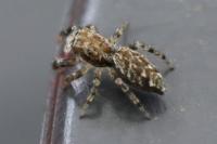 Marpissa muscosa